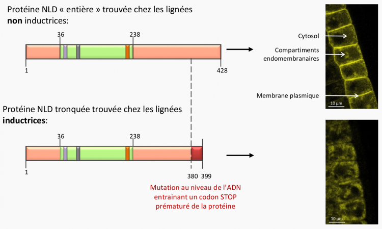 Représentation schématique des structures protéiques des protéines NLD (« Not Like Dad ») de lignées non inductrices et de lignées inductrices.