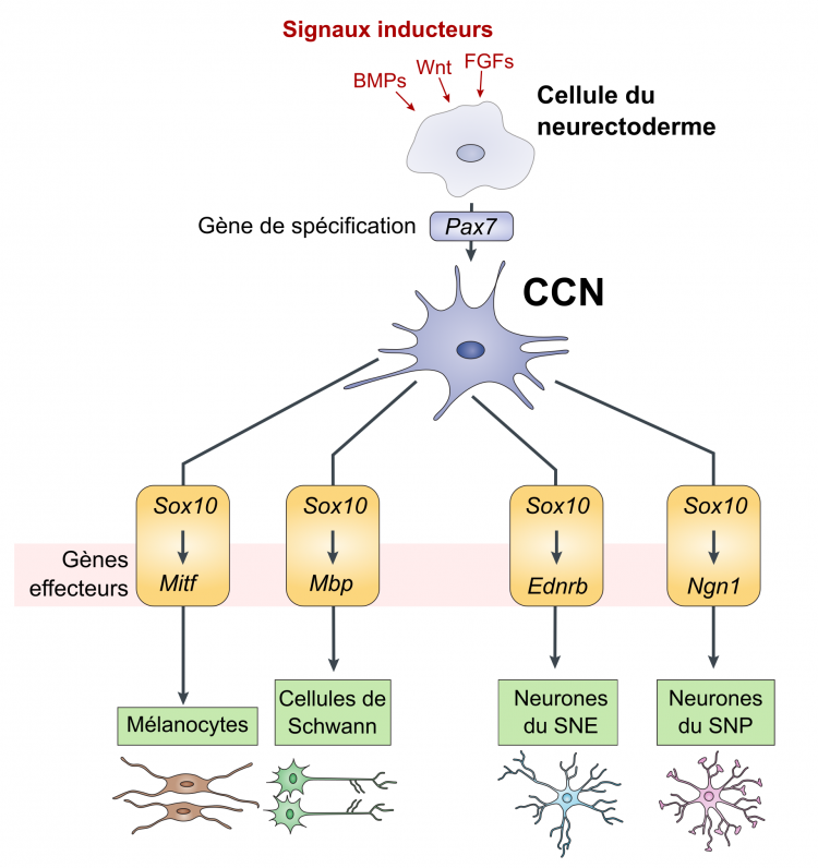 Spécification des cellules des crêtes neurales (CCN) au cours du développement