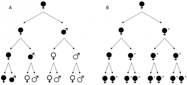 Transmission verticale maternelle de micro-organismes endosymbiotiques