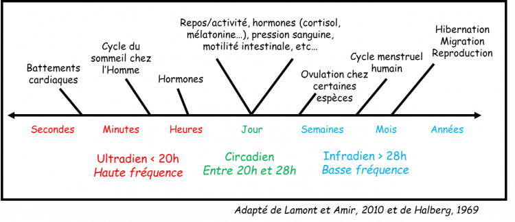 Graphique représentant la fréquence des cycles infradien, circadien et ultradien