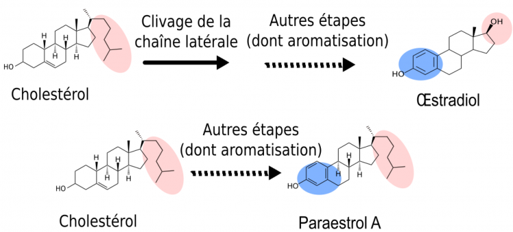 Modèle de voie de synthèse du paraestrol A à partir du cholestérol, inspiré du modèle de voie de synthèse de l’œstradiol