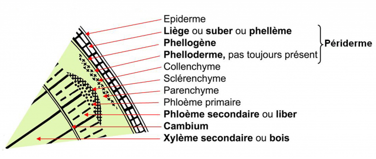 Coupe transversale d’une tige de deux ans, détail