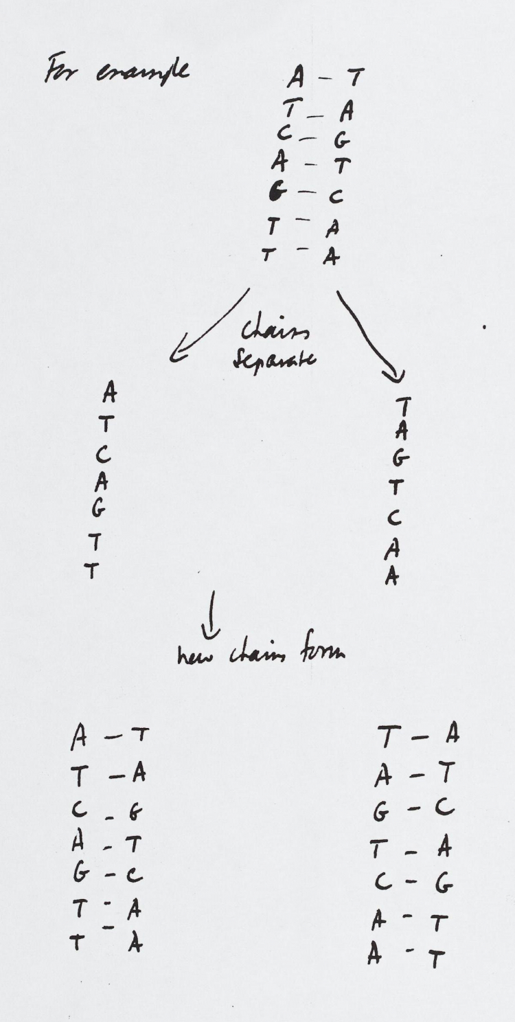 Dessin de la lettre de Crick