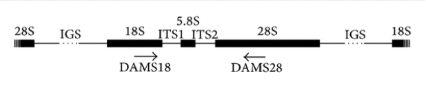 Structure d’un ADNr eucaryote