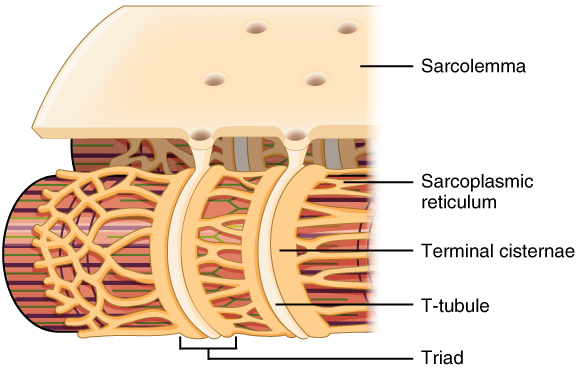 Les tubules T