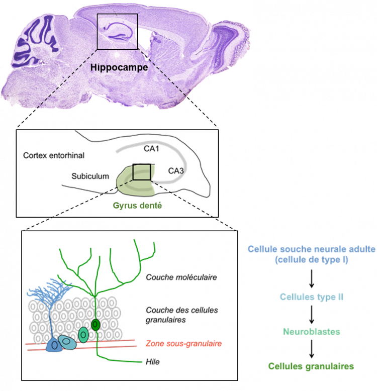 La maturation des nouveaux neurones au sein du gyrus denté de l’hippocampe