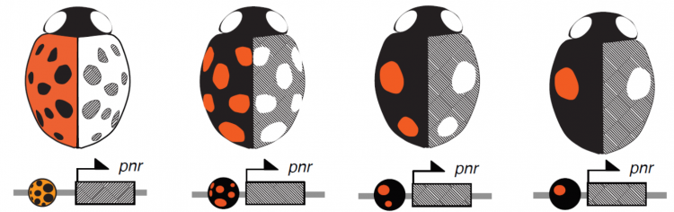 Les séquences régulatrices (ronds colorés) situées juste en amont de la séquence codante de pannier (rectangle hachuré) définissent des variants alléliques du gène associés aux différentes formes de coloration