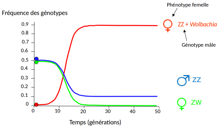 Évolution théorique des fréquences de différents génotypes au cours du temps (exprimé en générations) dans une population infectée par des bactéries Wolbachia féminisantes