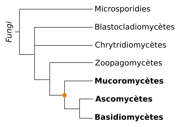 Arbre phylogénétique simplifié des Eumycètes