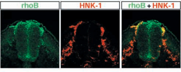 Coupe transversale d’un embryon de poulet révélant par immunofluorescence la localisation des protéines rhoB et HNK-1