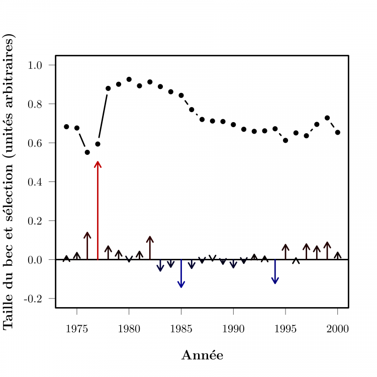 Force de la sélection naturelle et taille du bec chez les pinsons Geospiza fortis de l’île Daphne Major dans les Galápagos