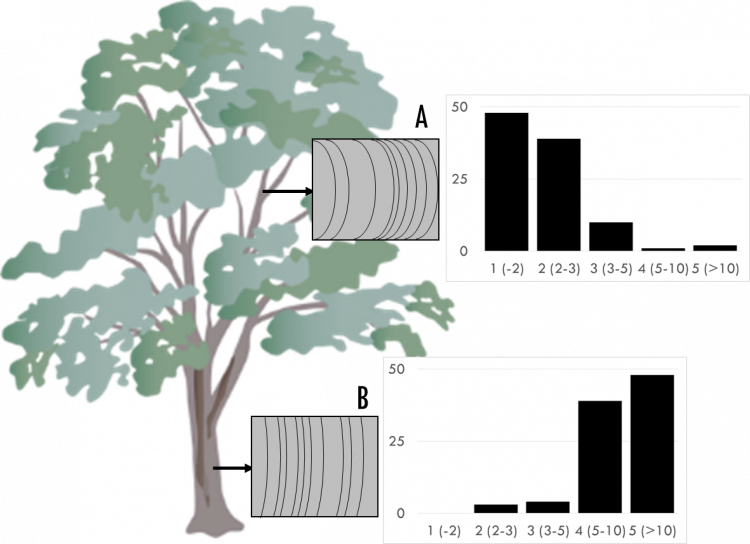 L’analyse dendroanthracologique