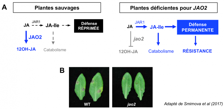 Régulation par diversion métabolique de la signalisation basale dans la voie hormonale des jasmonates