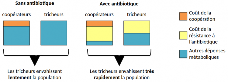 Effet des antibiotiques sur les coopérateurs et les tricheurs