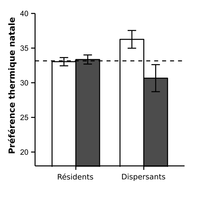 Préférence thermique à la naissance chez les individus dispersants et résidents