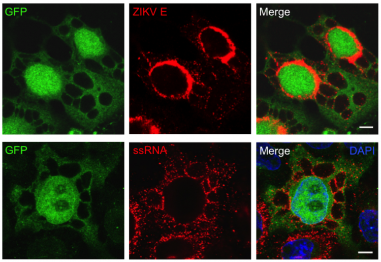 Localisation de la protéine virale de l’enveloppe (E) et de l’ARN viral (ssRNA) dans des cellules infectées par le virus Zika