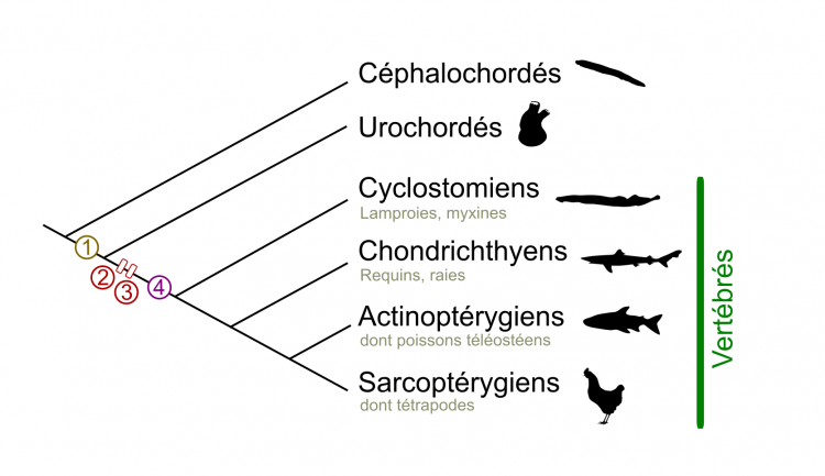 Phylogénie simplifiée des Chordés et principaux événements concernant les cellules des crêtes neurales (CCN)