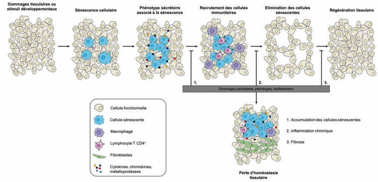 Rôle de la sénescence dans le remodelage tissulaire et implications physiopathologiques