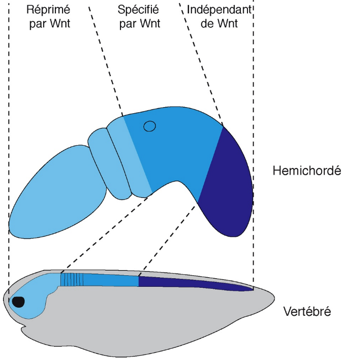 Un nouveau modèle pour le rôle de la voie Wnt dans l’établissement de la régionalisation antéro-postérieure