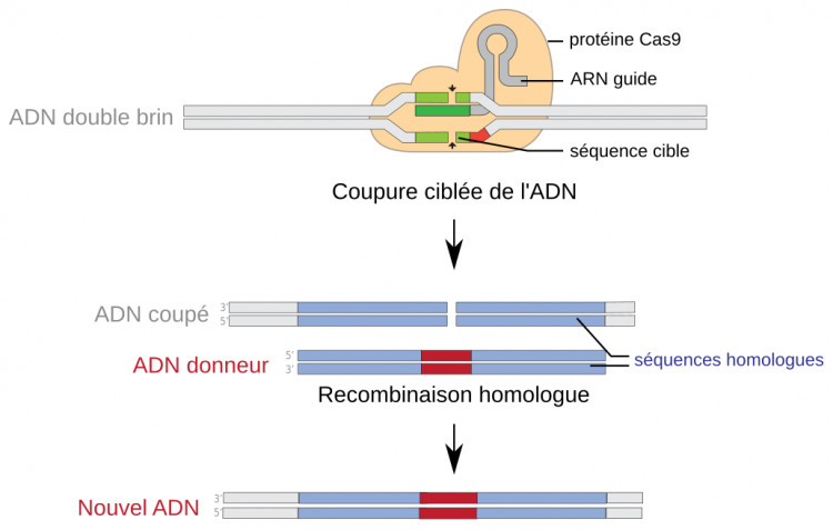 Principe de l’édition du génome par la technologie CRISPR-Cas9