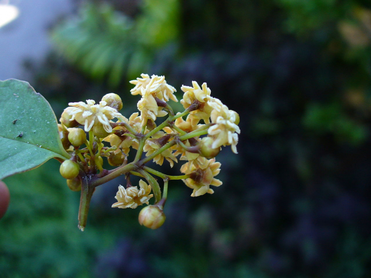 Fleurs mâles d’Amborella trichopoda