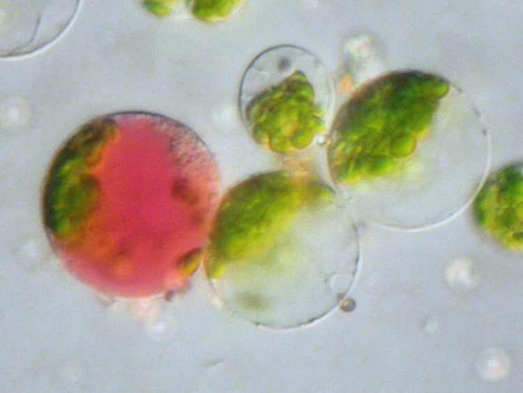 Fusion de protoplastes