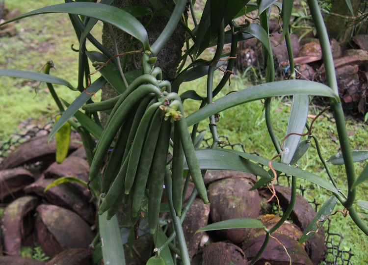 Balai de gousses de Vanilla tahitensis, pas encore à maturité