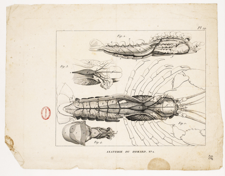 Planche VII du mémoire de Geoffroy Saint-Hilaire sur la vertèbre de 1822
