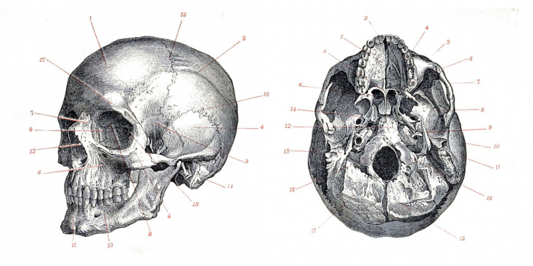 Crâne d'Homo sapiens