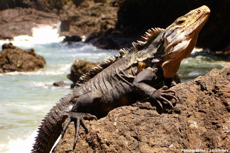 Iguane du genre Ctenosaura, potentiel iguane continental se rapprochant de l'ancêtre commun aux iguanes des Galápagos