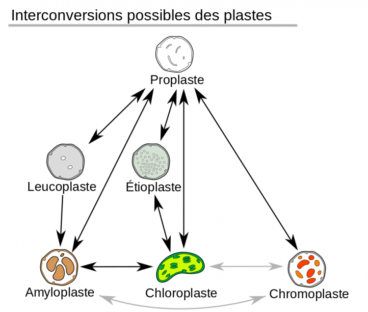Interconversions possibles entre plastes