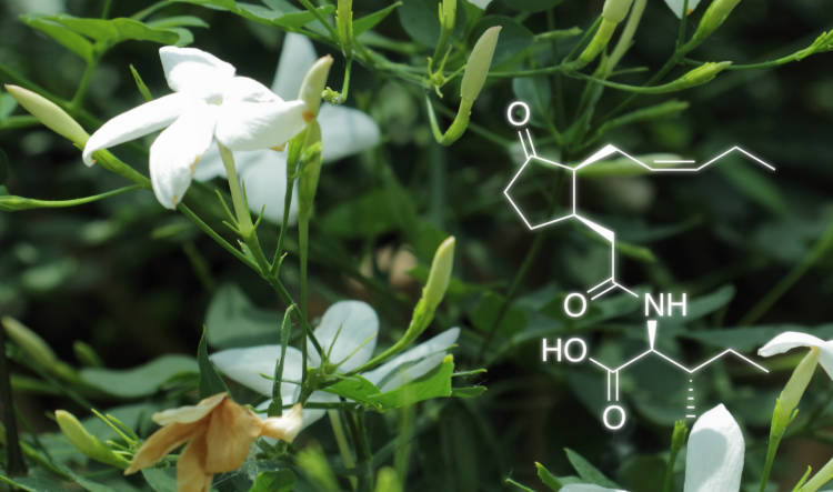 Jasminum officinale et molécule de jasmonoyl-isoleucine