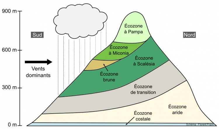 Le modèle d’étagement des zones de végétation sur une île des Galápagos