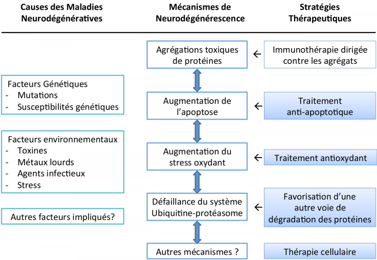 Les maladies neurodégénératives : schéma bilan