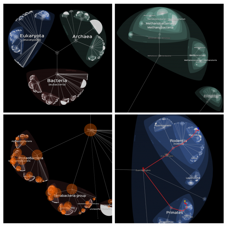 Plusieurs vues de l’outil Lifemap