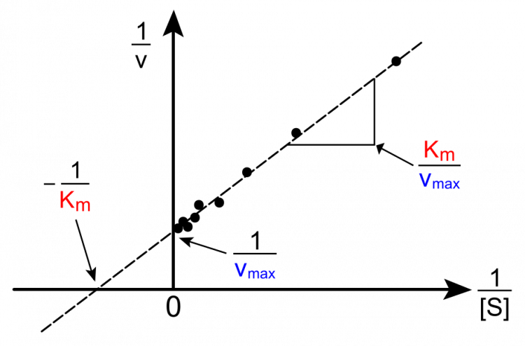 Représentation de Lineweaver et Burk