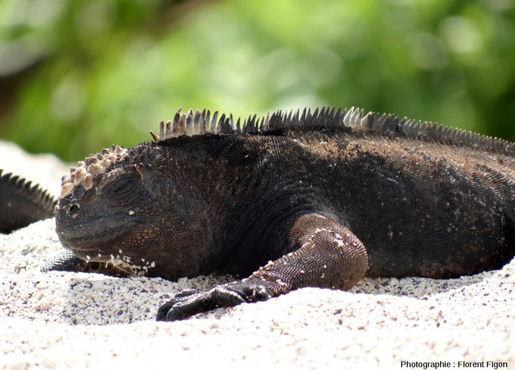 Mâle d’iguane marin (Amblyrhynchus cristatus) faisant du basking sur une plage de l’île San Cristobal