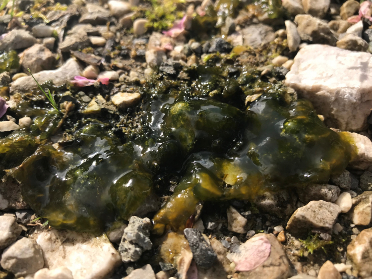 Cyanobactérie (famille des Nostocaceae), turgescence après la pluie