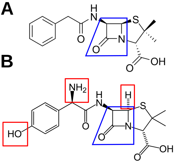 Pénicilline G (A) et amoxicilline (B)