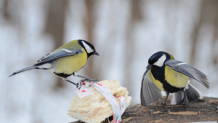 Parus major et nourriture