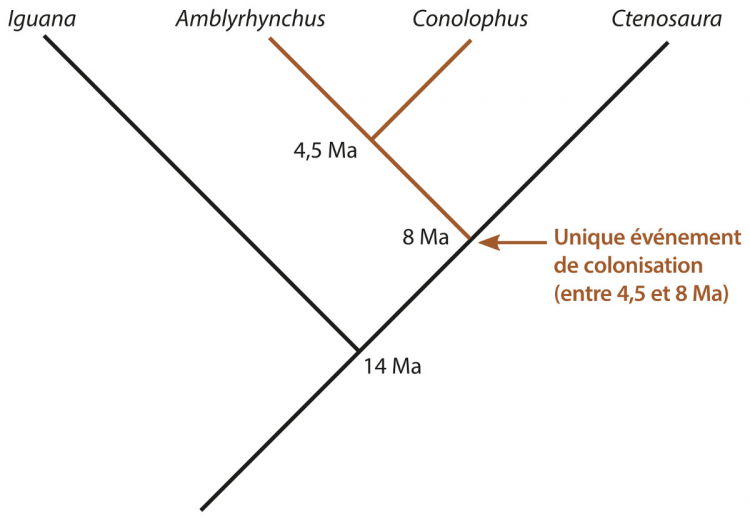 Phylogénie simplifiée la plus récente permettant d’expliquer l’origine évolutive des iguanes des Galápagos