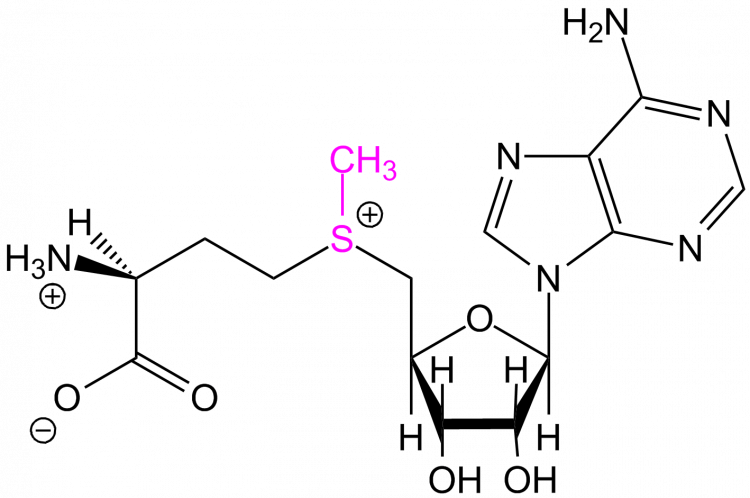 Formule de la S-adénosylméthionine