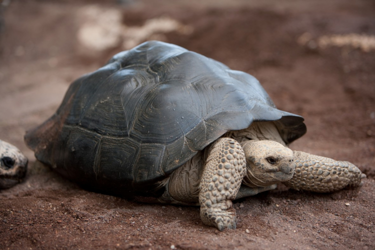 Tortue géante des Galápagos