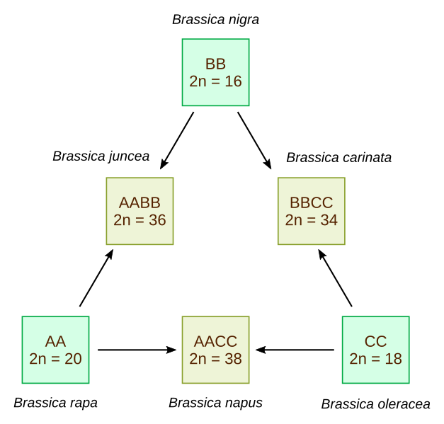 Triangle de U : relations génétiques entre 6 espèces de Brassica