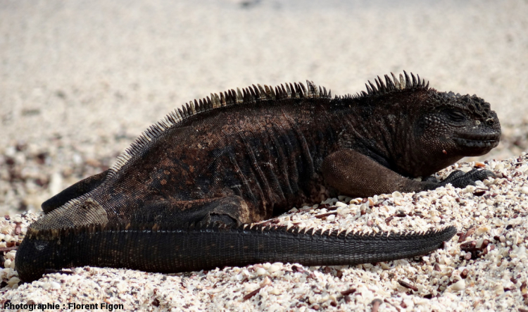 Un iguane marin aux Galápagos
