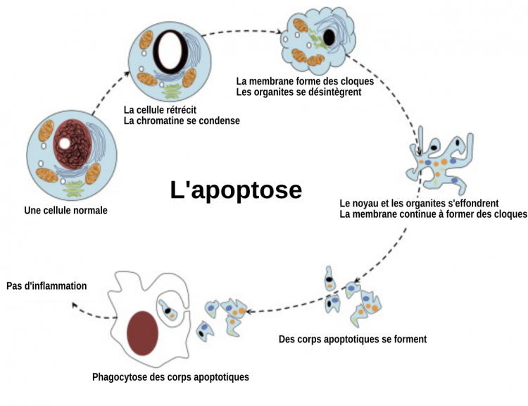 Un mécanisme de mort cellulaire programmée : l’apoptose