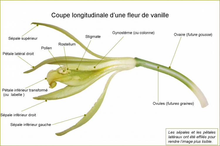 Organisation de la fleur de vanille