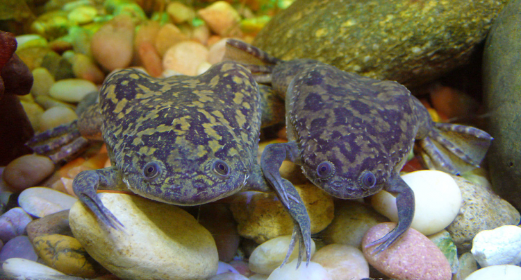 Xenopus laevis