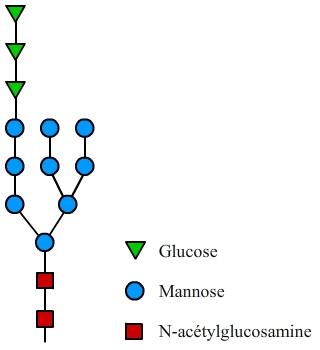 Arbre glucidique initial de la N-glycosylation