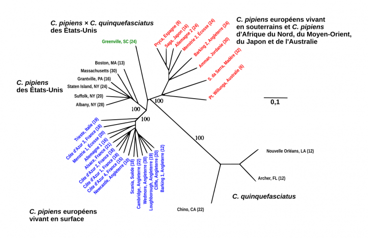 Arbre phylogénétique de quelques représentants du genre Culex